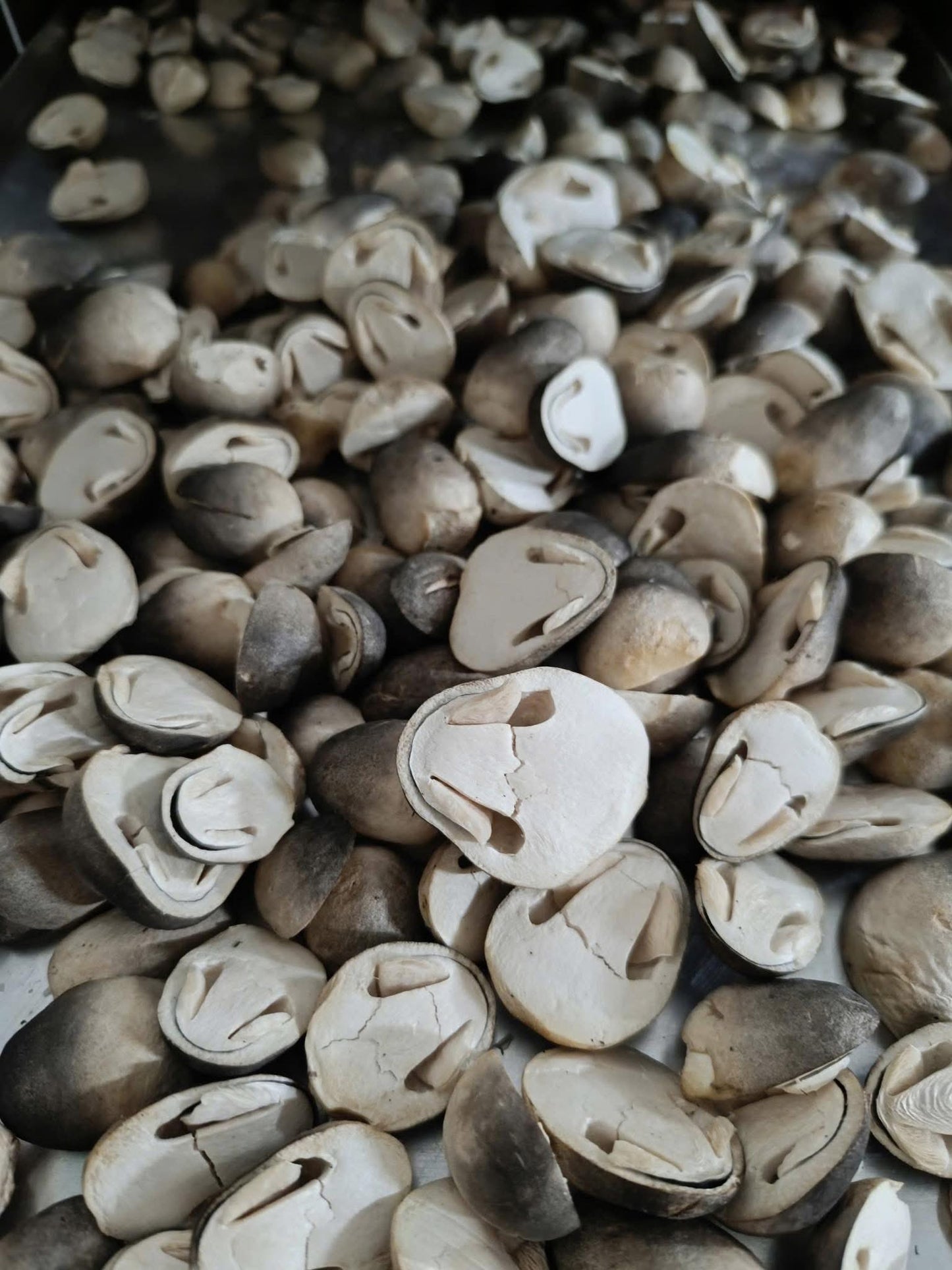 Nấm rơm sấy thăng hoa