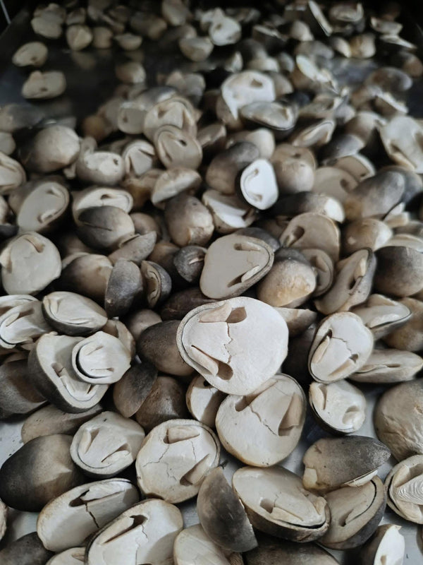 Nấm rơm sấy thăng hoa